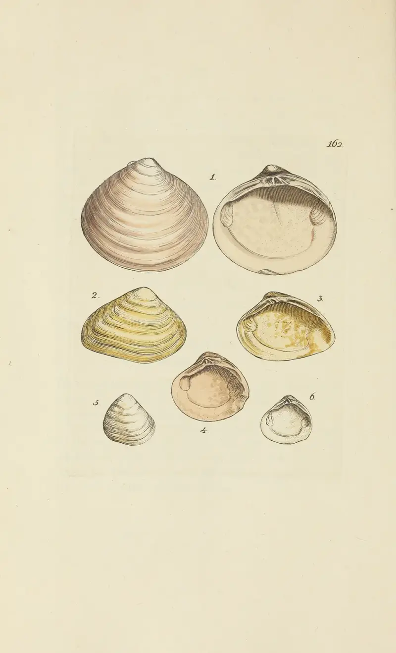 The mineral conchology of Great Britain Pl.157 av James Sowerby