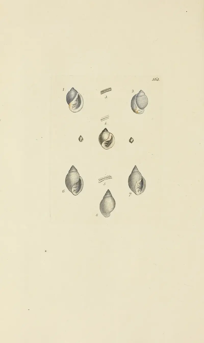The mineral conchology of Great Britain Pl.158 av James Sowerby