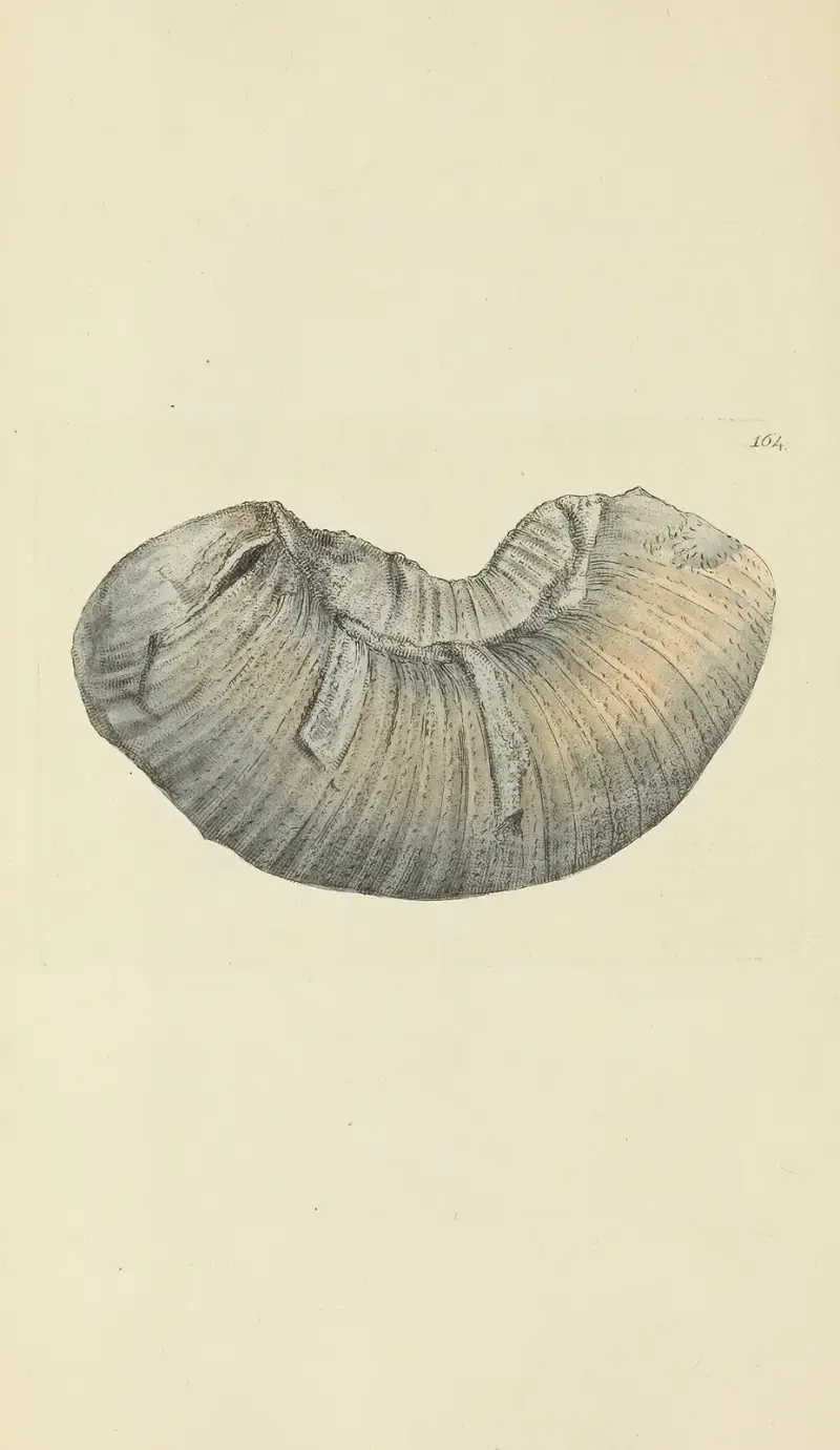 The mineral conchology of Great Britain Pl.159 av James Sowerby