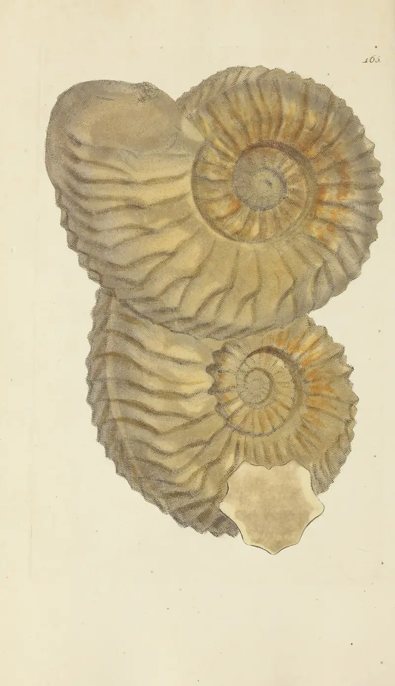The mineral conchology of Great Britain Pl. 160 von James Sowerby