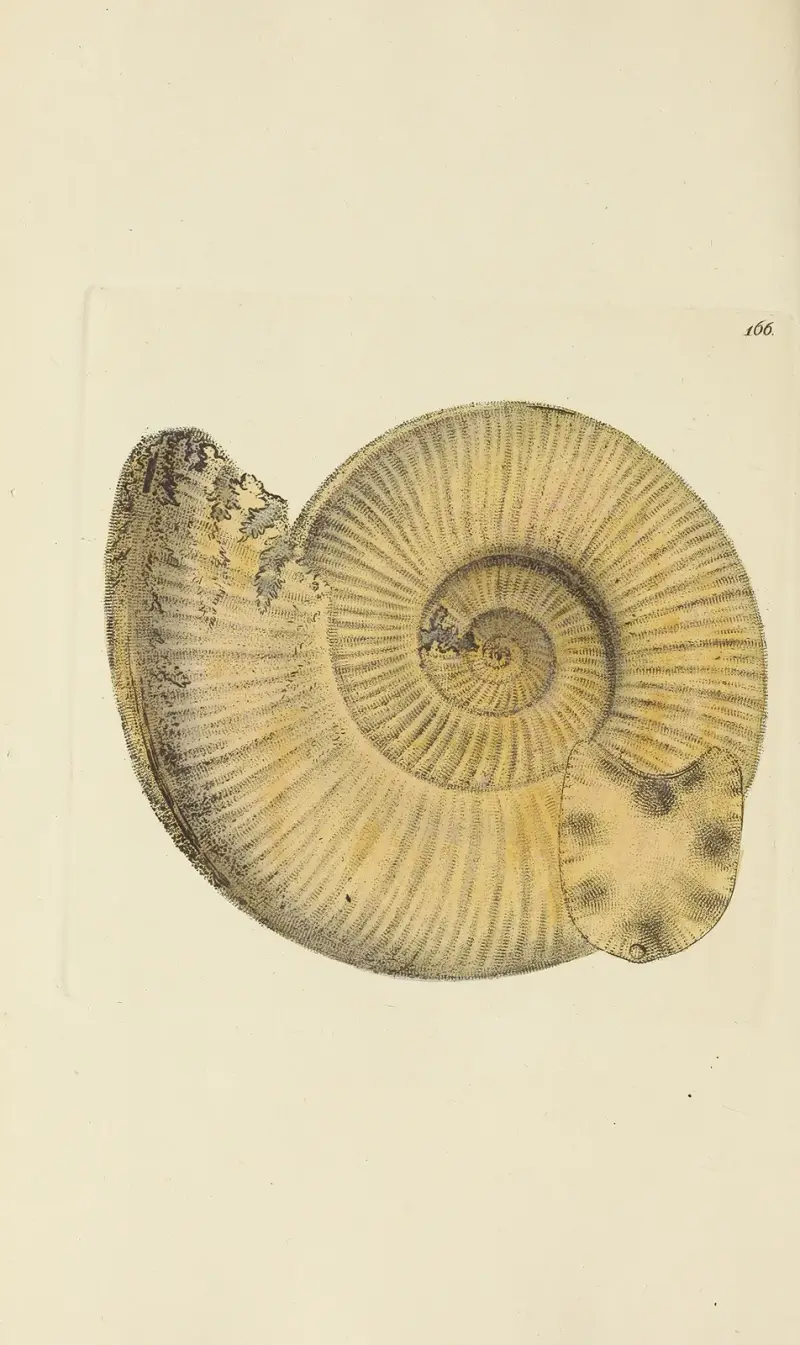 Storbritanniens mineraliska conchologi Pl. 161 av James Sowerby