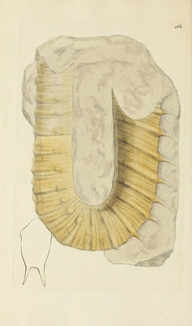 The mineral conchology of Great Britain Pl.163 av James Sowerby