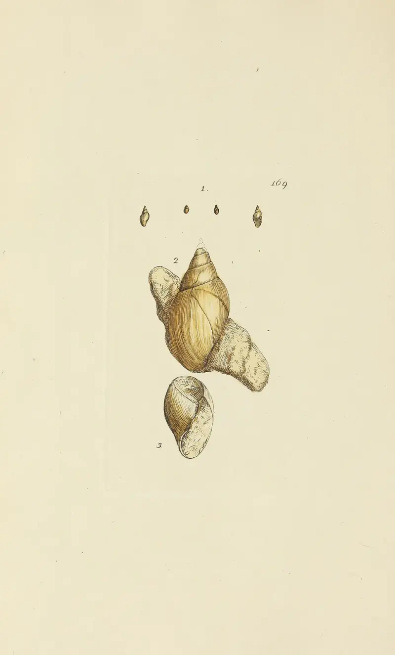 The mineral conchology of Great Britain Pl.164 av James Sowerby