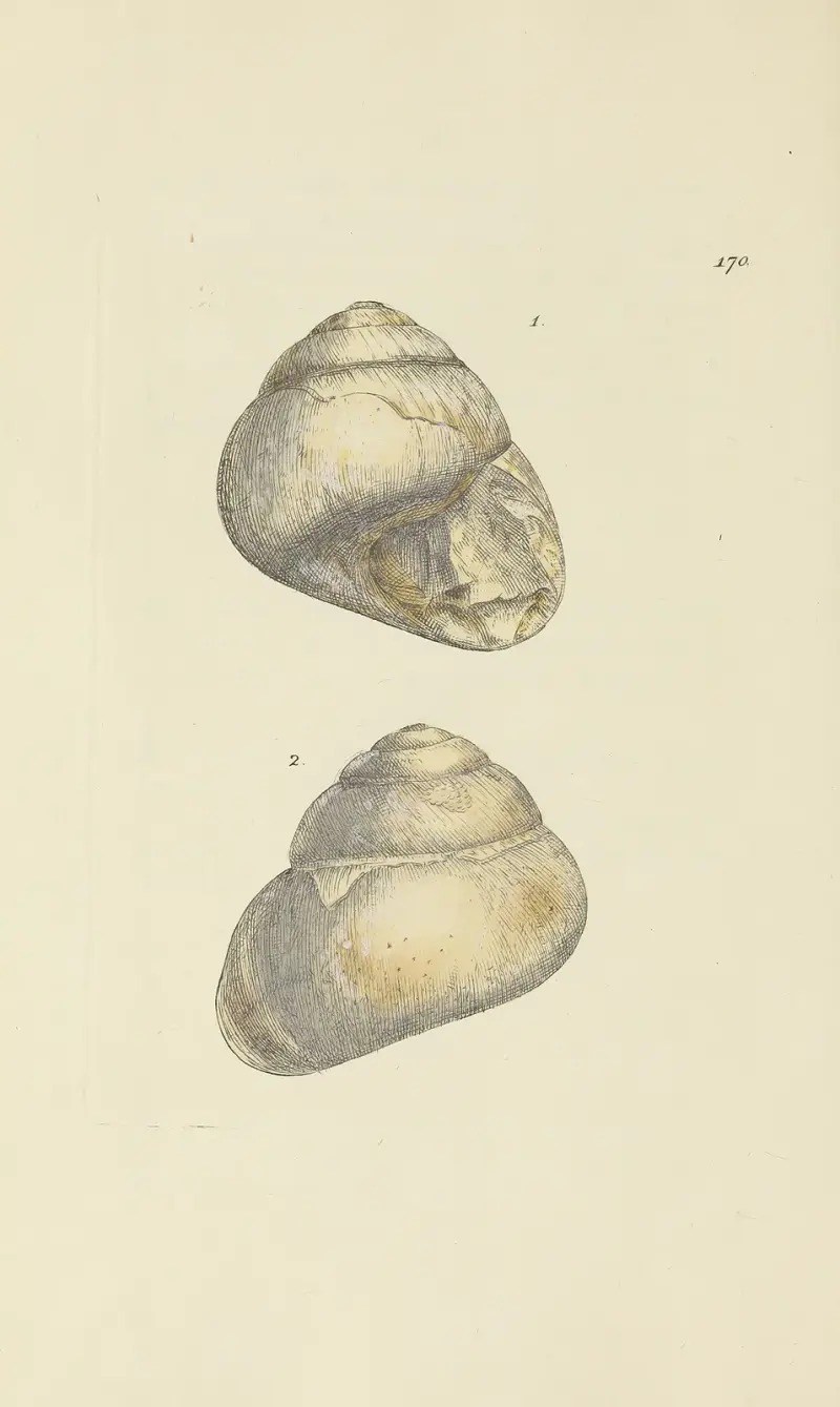 Mineral-conchology of Great Britain, plansch 165 av James Sowerby