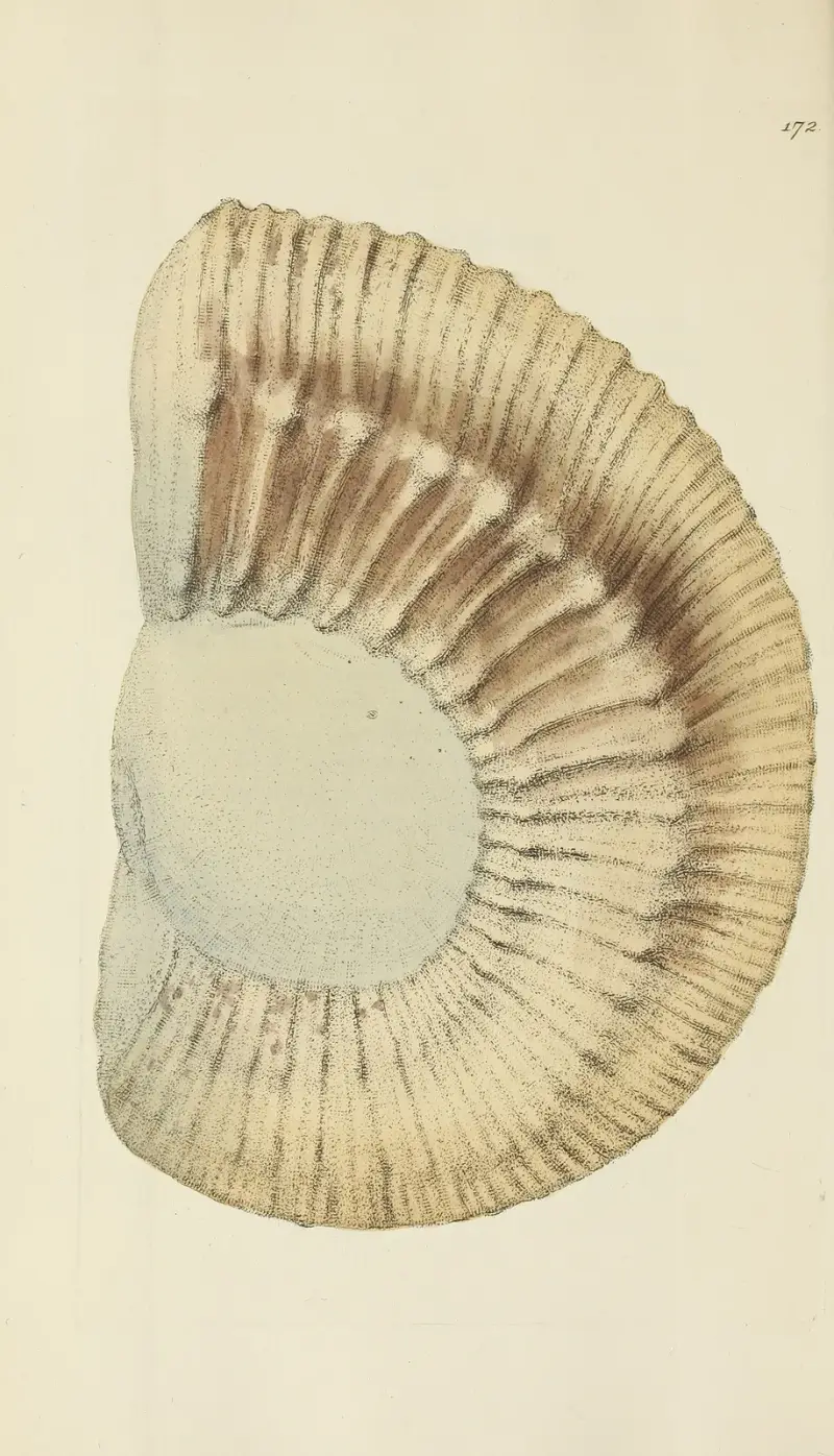 Brittisk mineralisk conkologi Pl.167 av James Sowerby