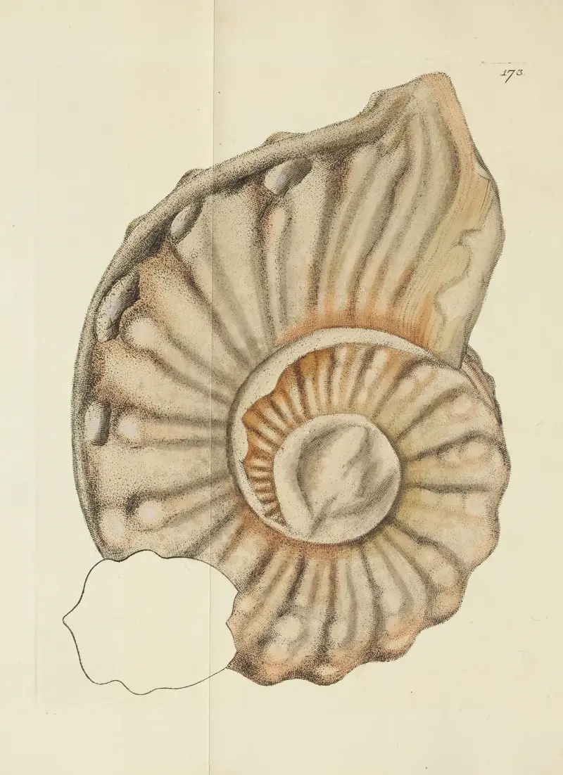 Mineralconchologi från Storbritannien, pl. 168 av James Sowerby