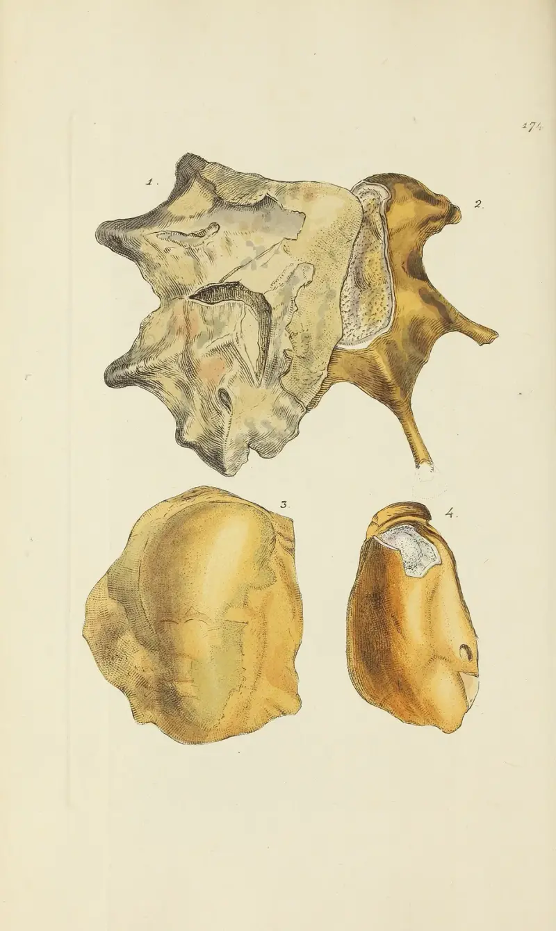 The mineral conchology of Great Britain Pl.169 av James Sowerby