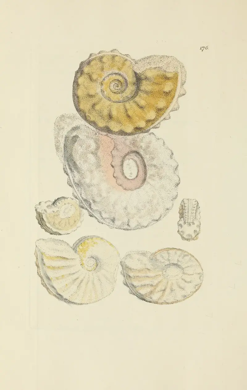Die Mineral-Conchologie von Großbritannien Taf. 171 von James Sowerby