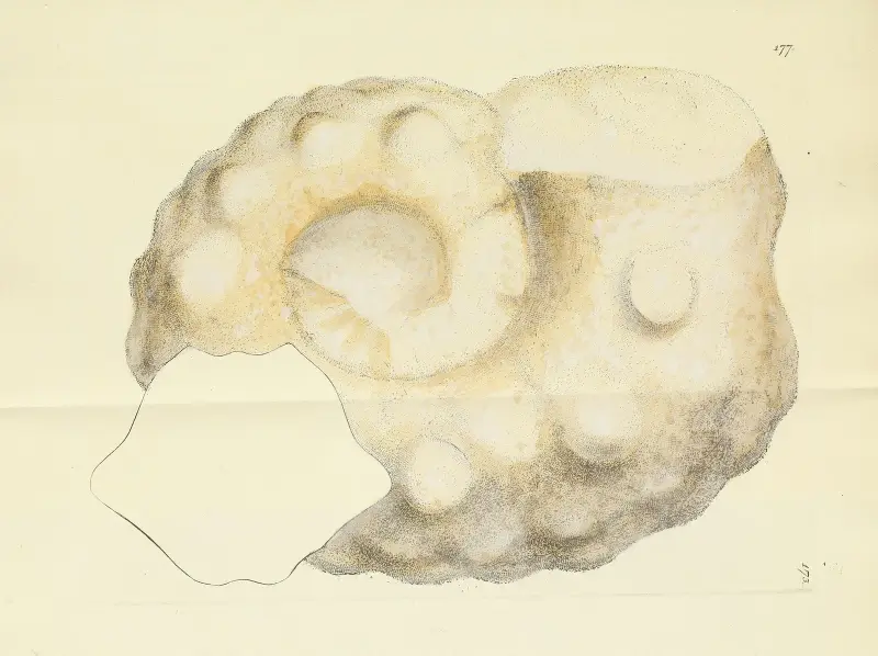 The mineral conchology of Great Britain Pl.172 av James Sowerby