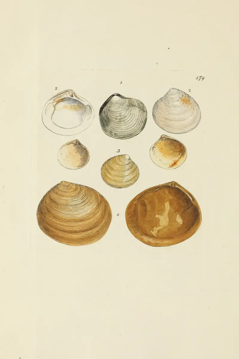 The mineral conchology of Great Britain Pl.174 av James Sowerby