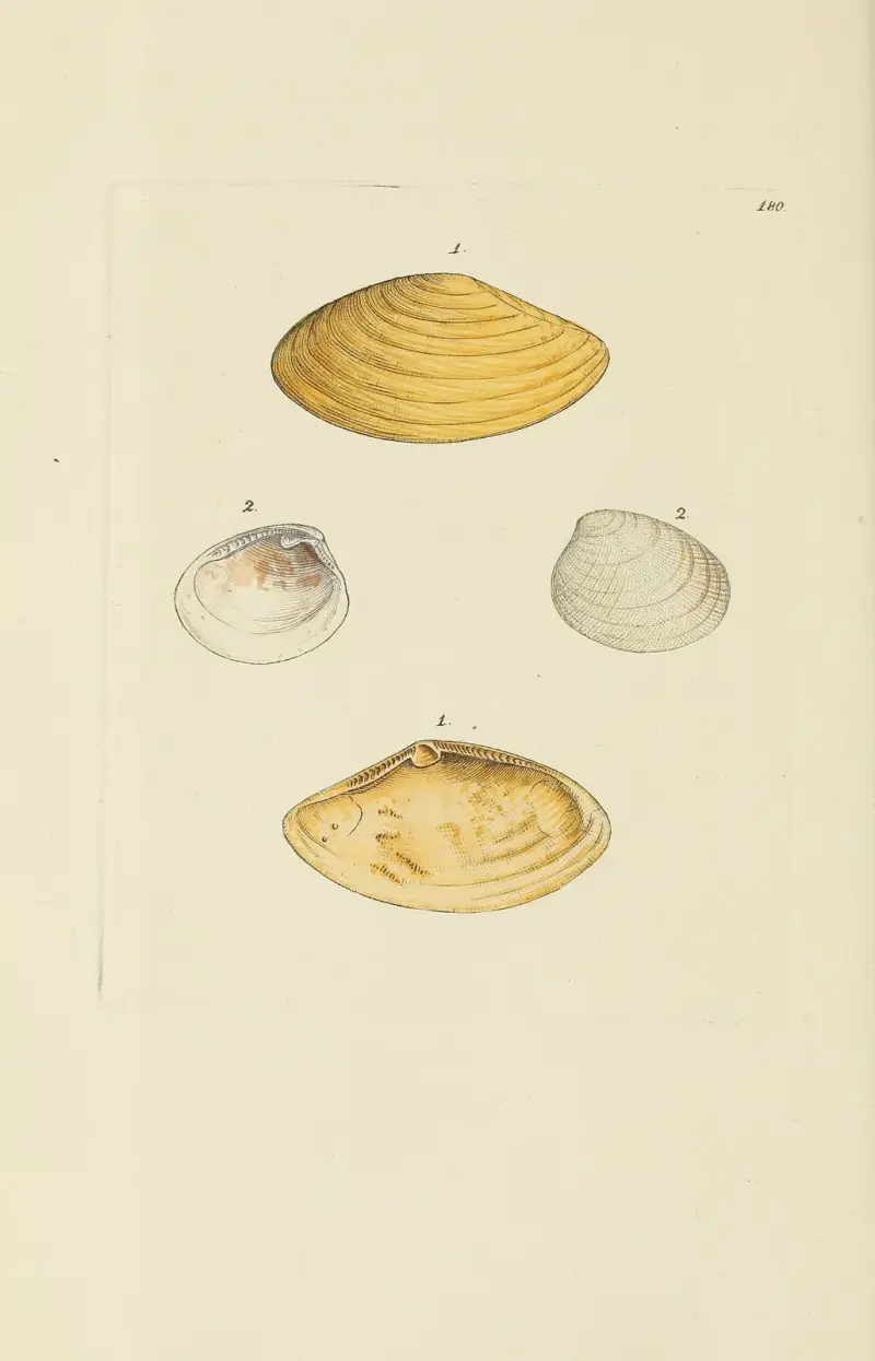 The mineral conchology of Great Britain Pl.175 av James Sowerby