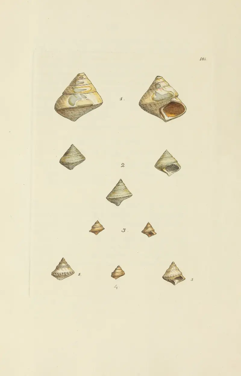 The mineral conchology of Great Britain Pl.176 av James Sowerby