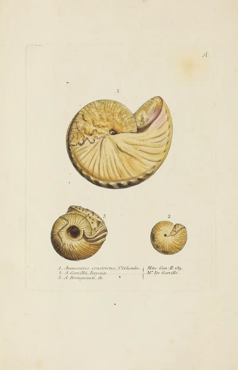 The mineral conchology of Great Britain pl. 180 av James Sowerby