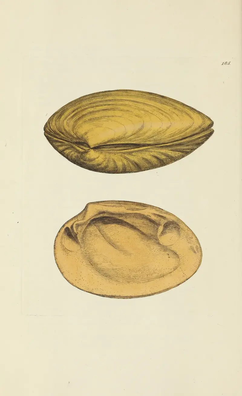 The mineral conchology of Great Britain Pl.181 av James Sowerby
