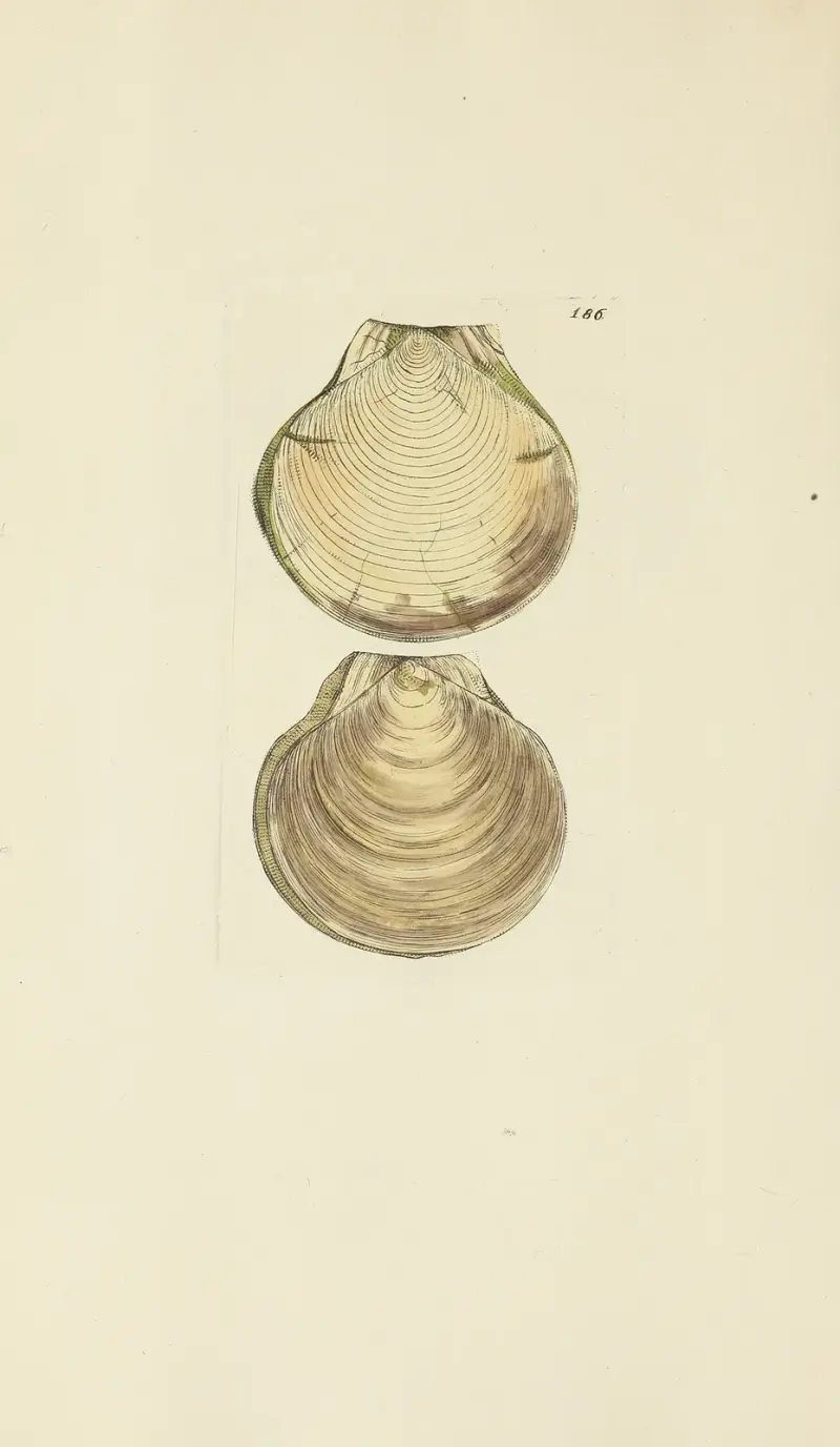 Mineralna konchologia Wielkiej Brytanii, tabl. 182, James Sowerby
