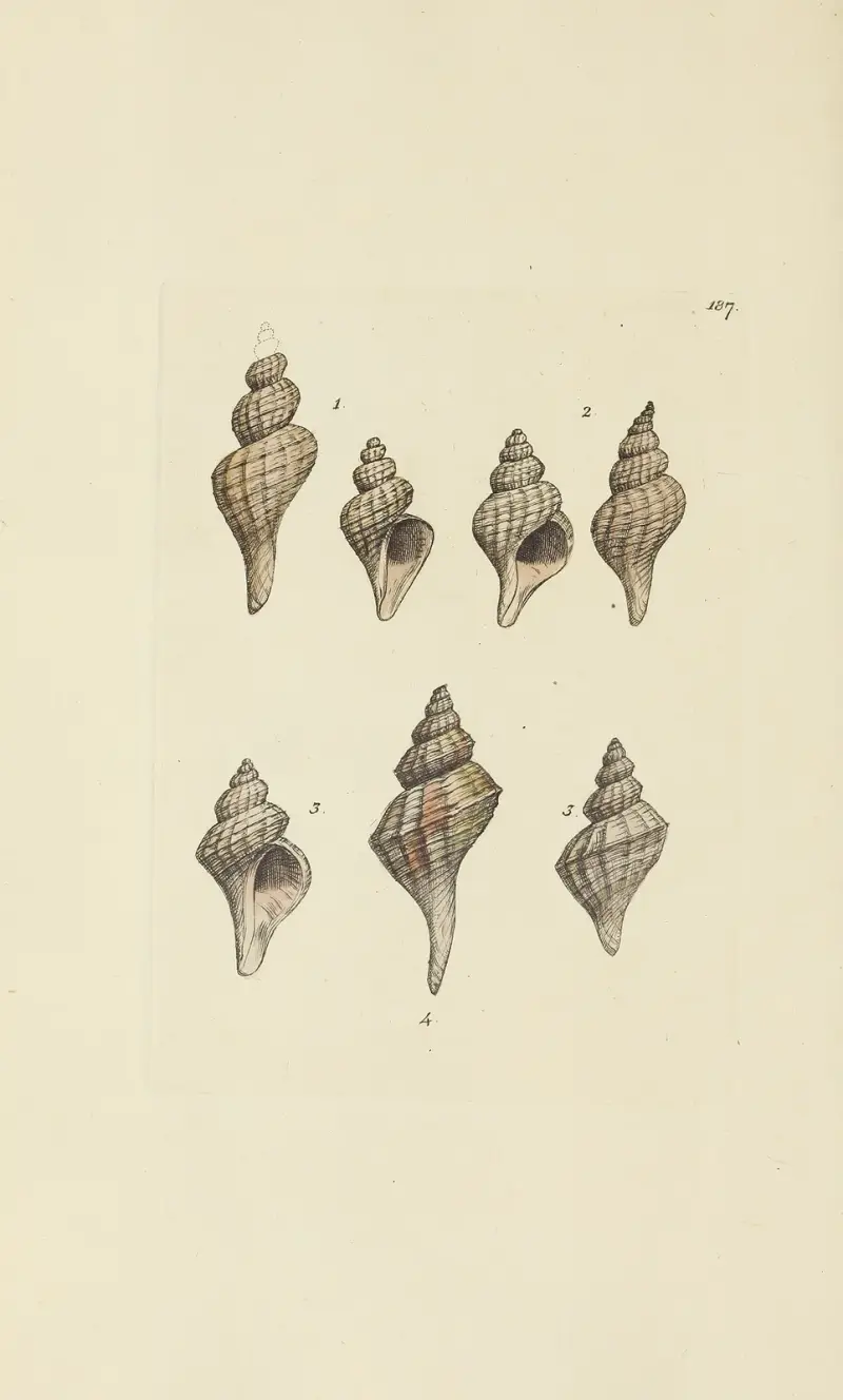 Mineralconchyliologi från Storbritannien, pl. 183 av James Sowerby