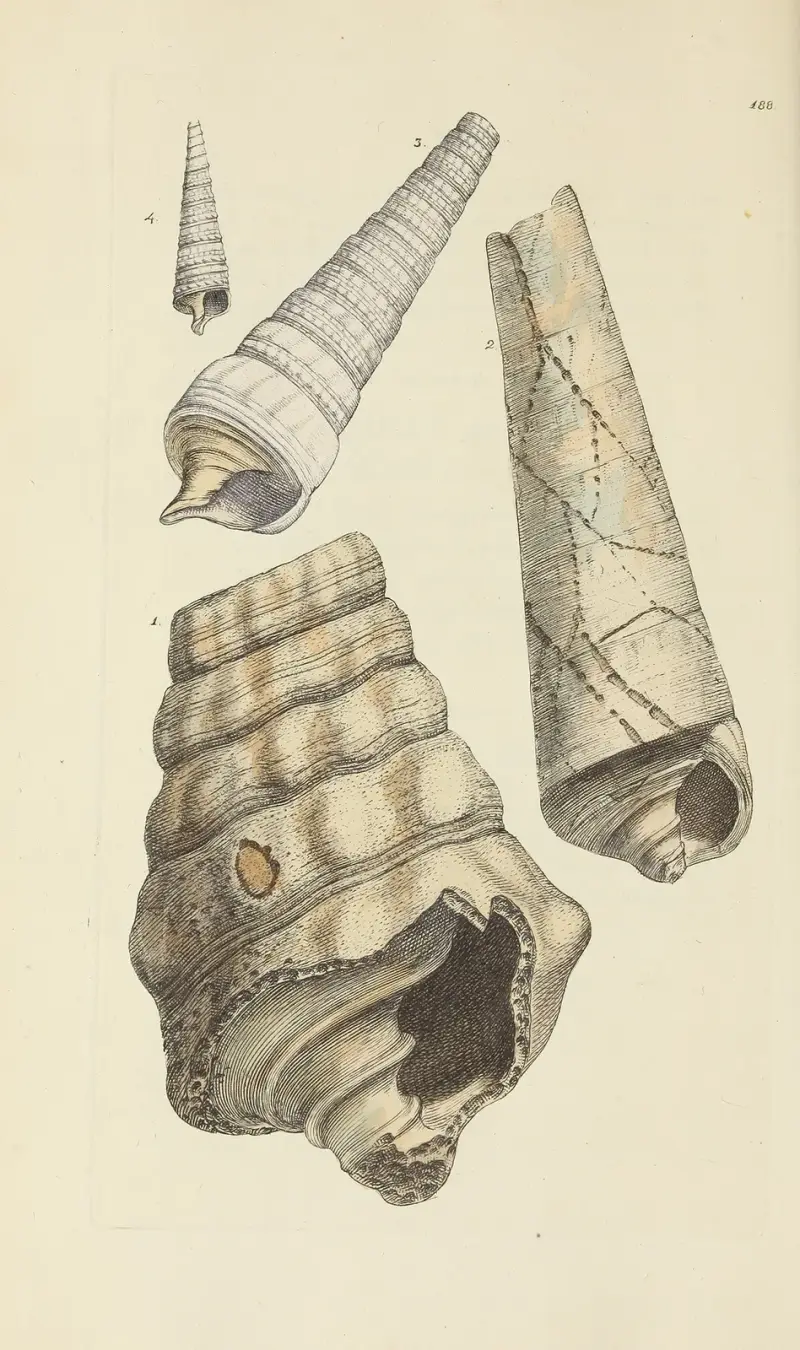 The mineral conchology of Great Britain Pl.184 av James Sowerby