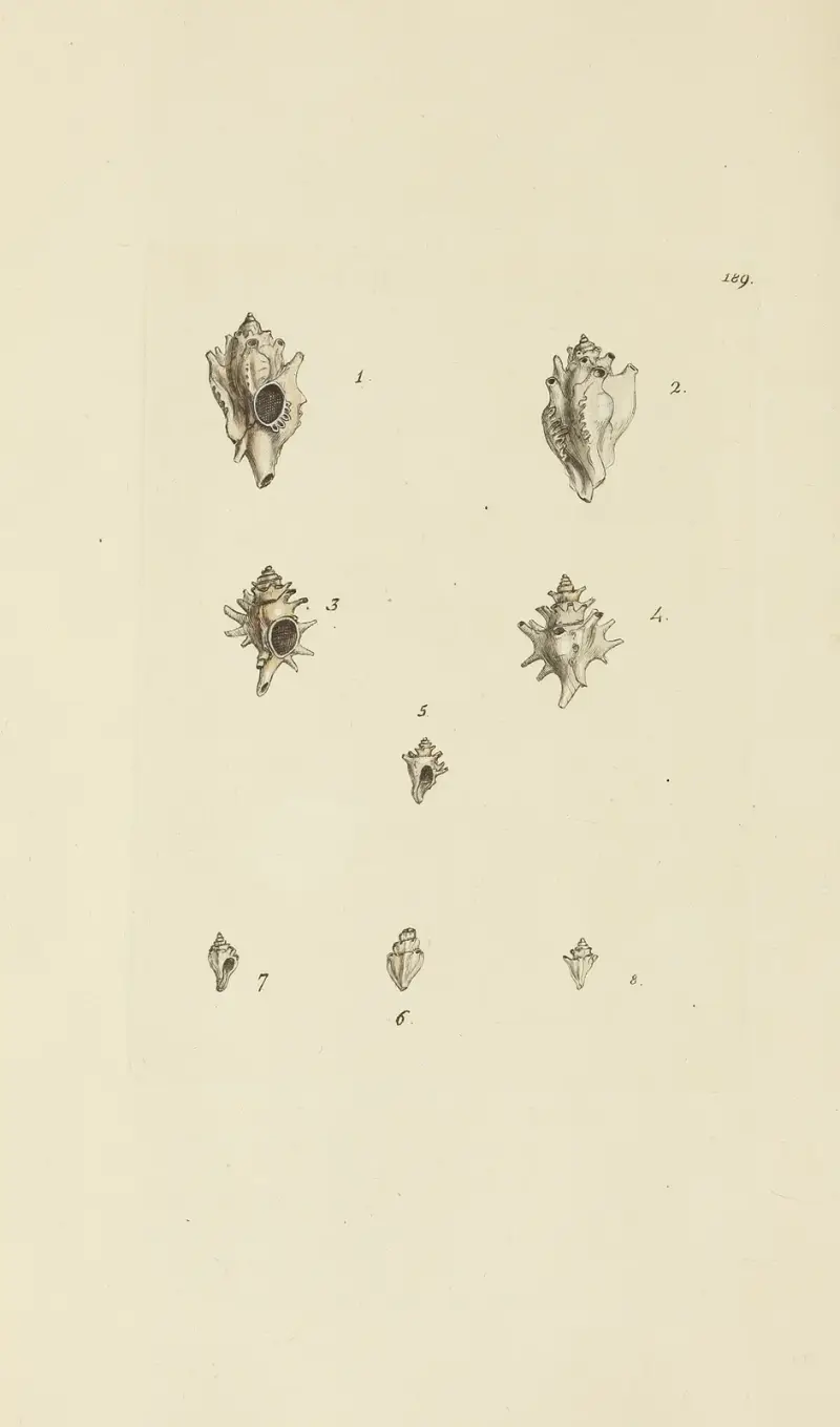 Mineralconchologi från Storbritannien, plansch 185 av James Sowerby