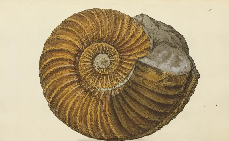 The mineral conchology of Great Britain Pl.186 av James Sowerby