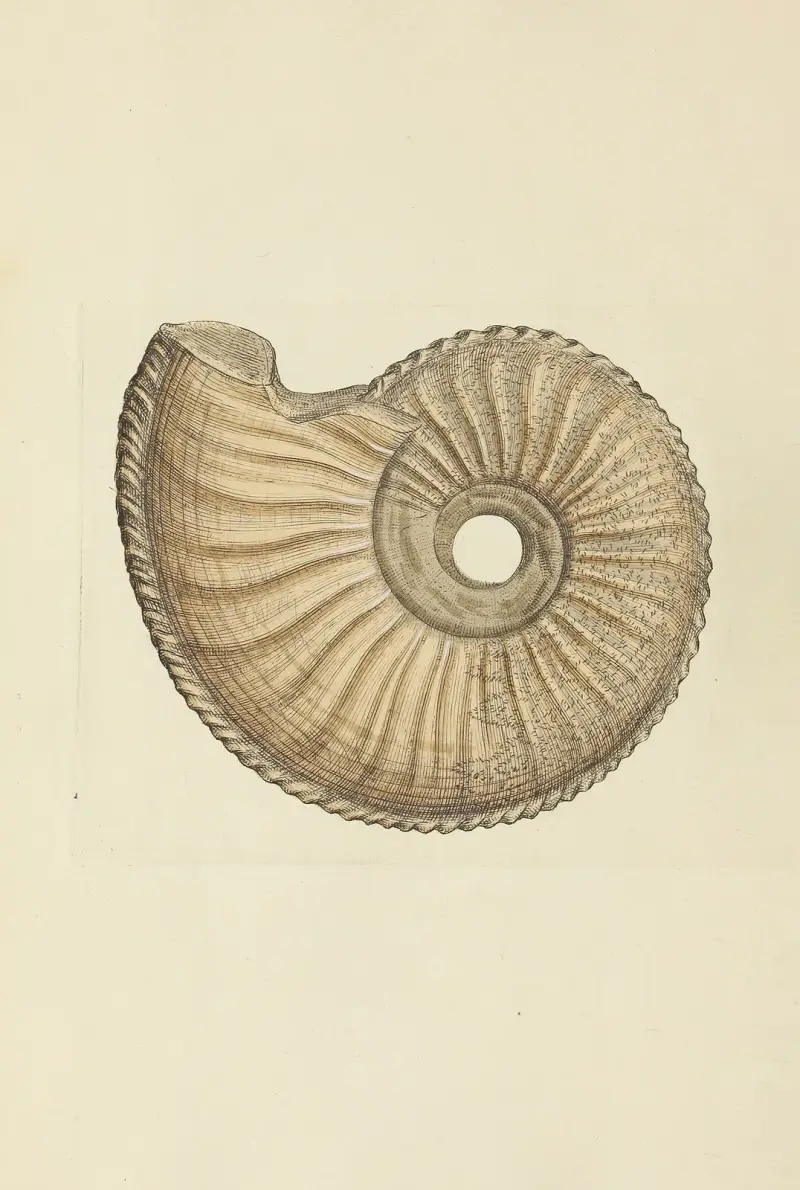 The mineral conchology of Great Britain pl. 187 av James Sowerby