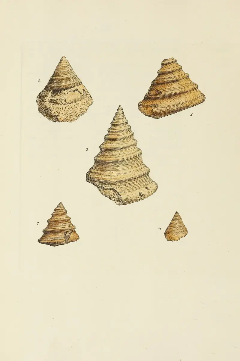 The mineral conchology of Great Britain Pl.189 av James Sowerby