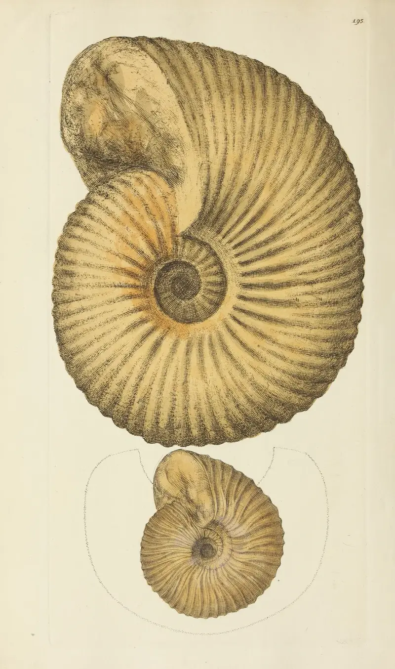 Mineralconchologi från Storbritannien, pl. 191 av James Sowerby