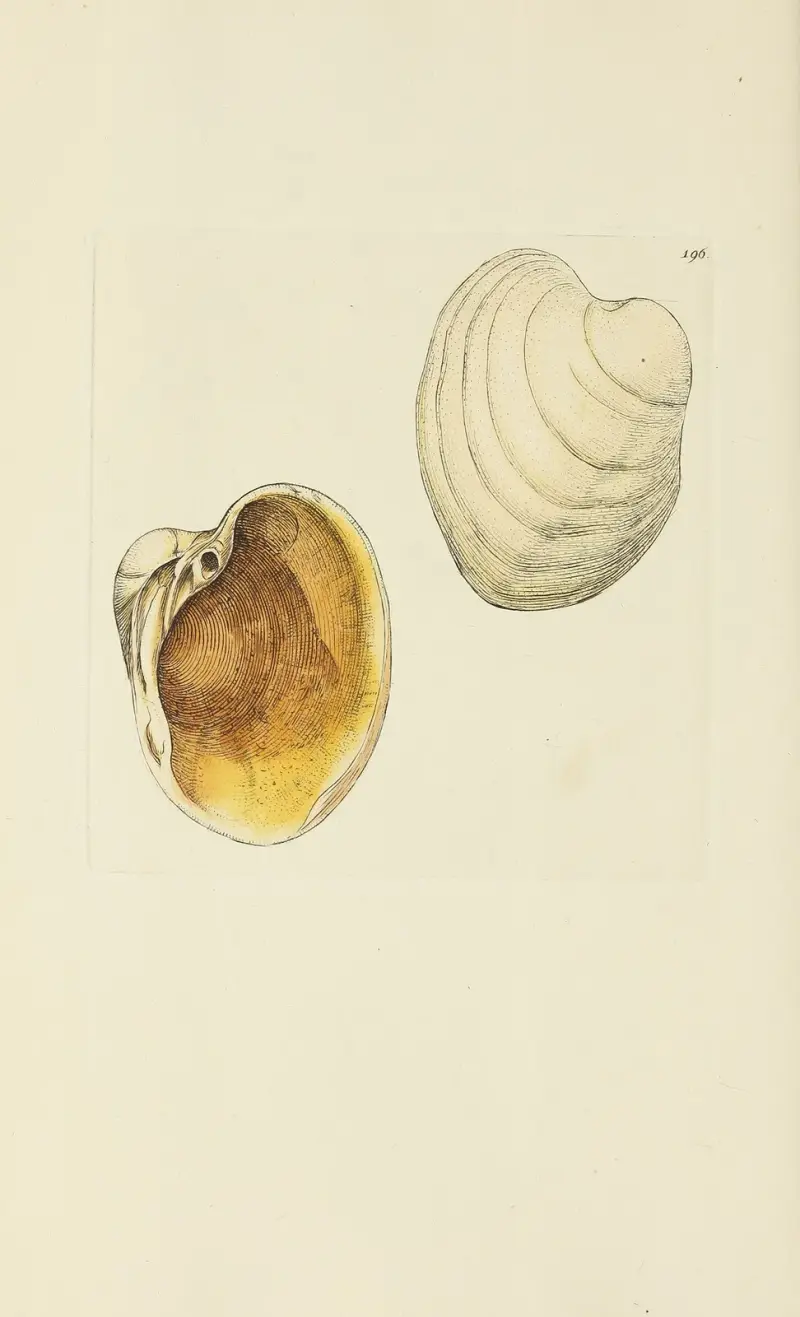 The mineral conchology of Great Britain Pl.192 av James Sowerby
