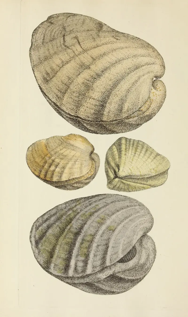 Die Mineral-Conchologie von Großbritannien Taf. 193 von James Sowerby