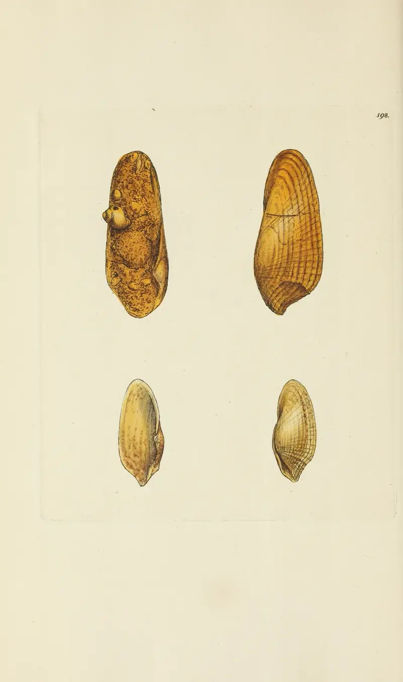 The mineral conchology of Great Britain Pl.194 av James Sowerby