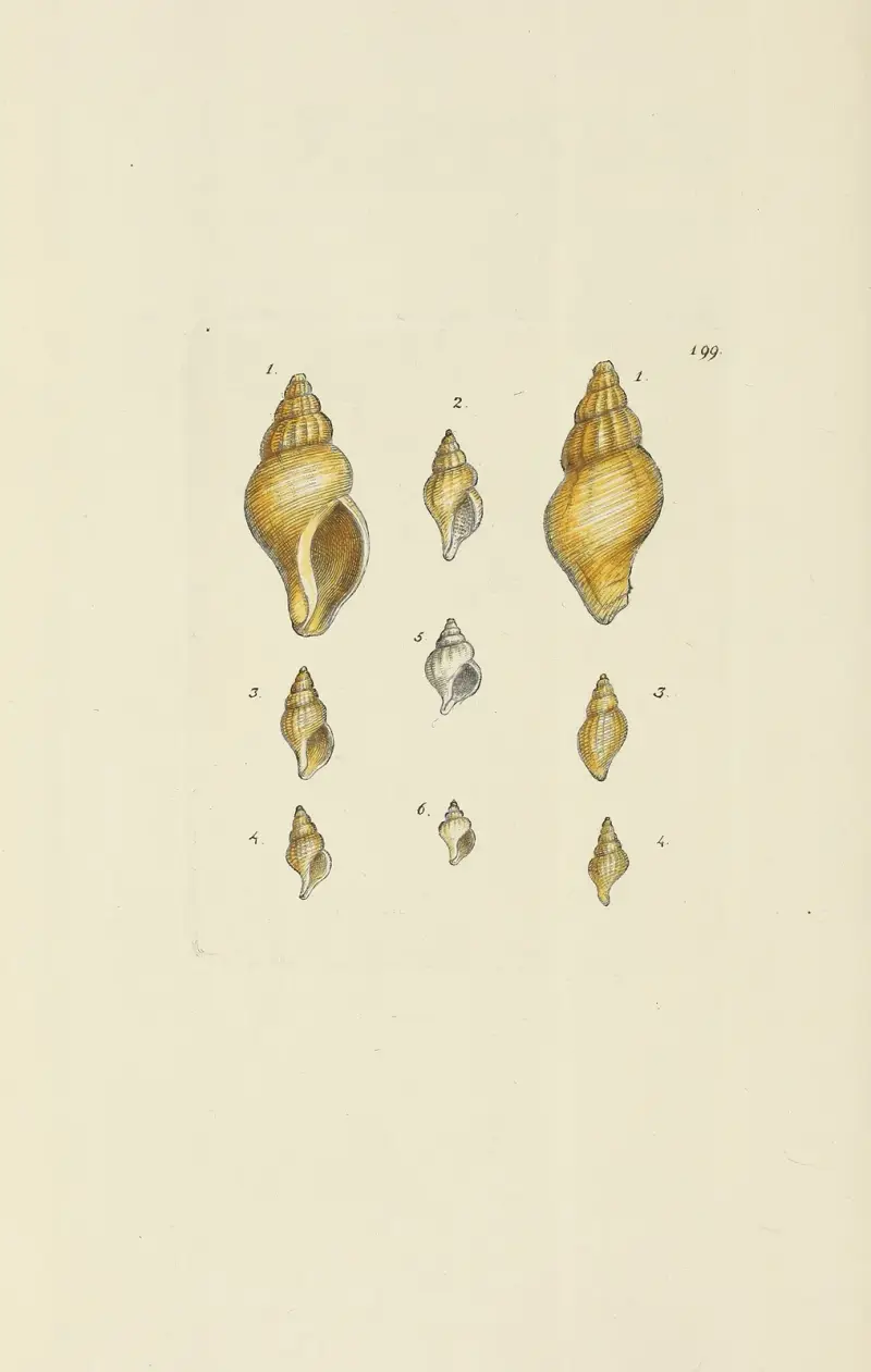 Mineralconchyliologi från Storbritannien, plansch 195 av James Sowerby