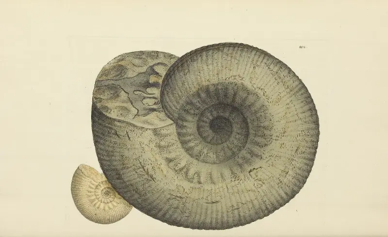 The mineral conchology of Great Britain Pl.196 av James Sowerby
