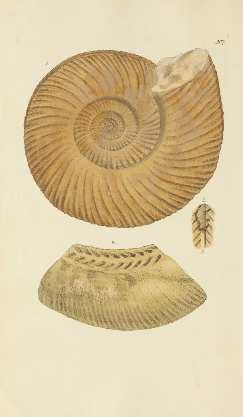 Mineralconchology av Storbritannien, plansch 198 av James Sowerby