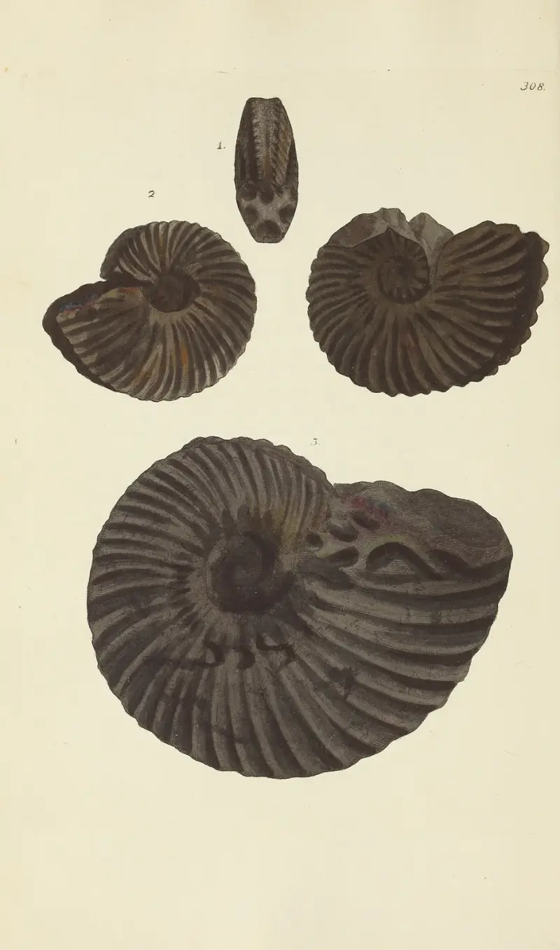 The Mineral Conchology of Great Britain, Pl. 199, James Sowerby