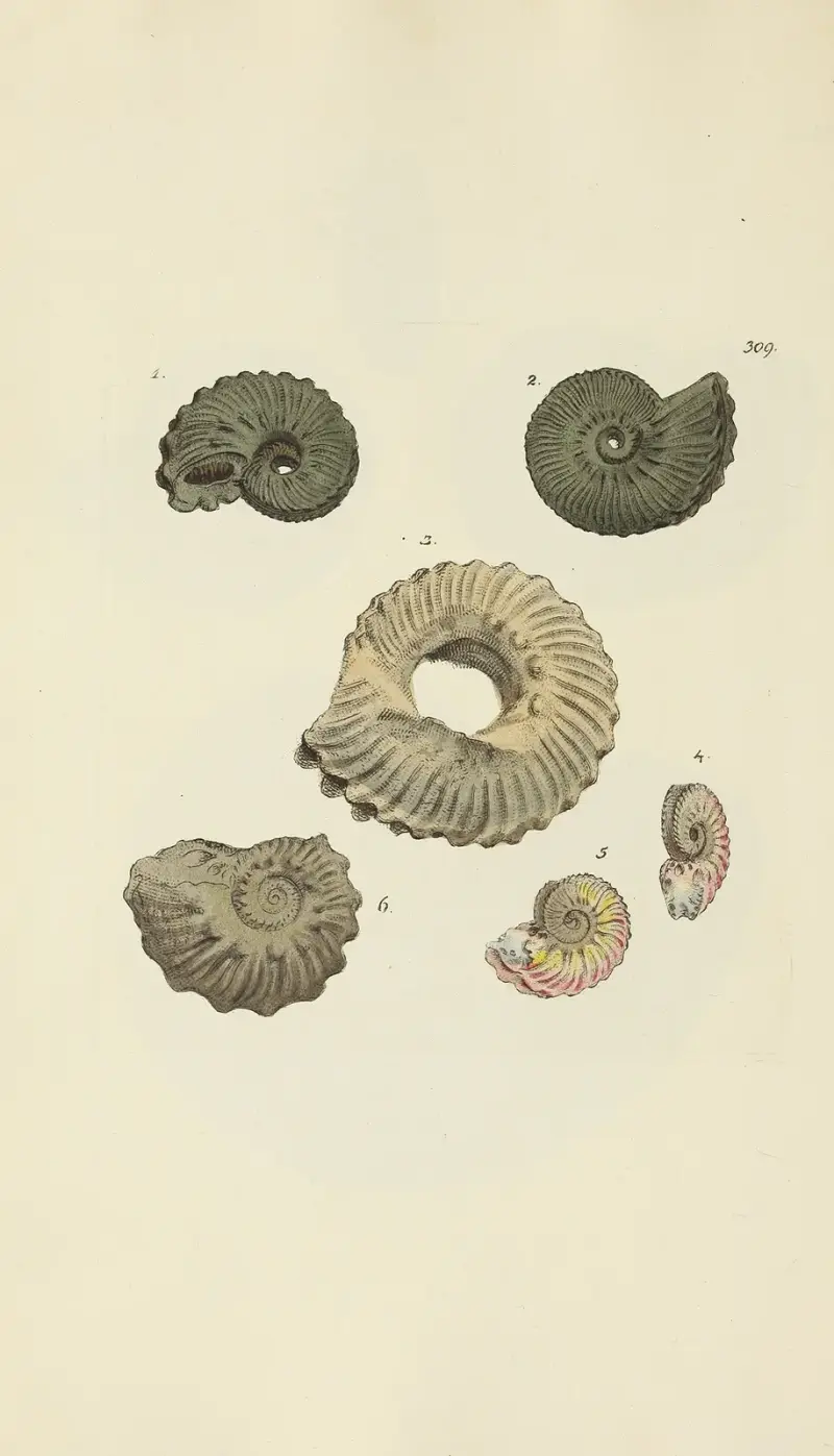 Den mineralogiska conchologin för Storbritannien pl. 200 av James Sowerby