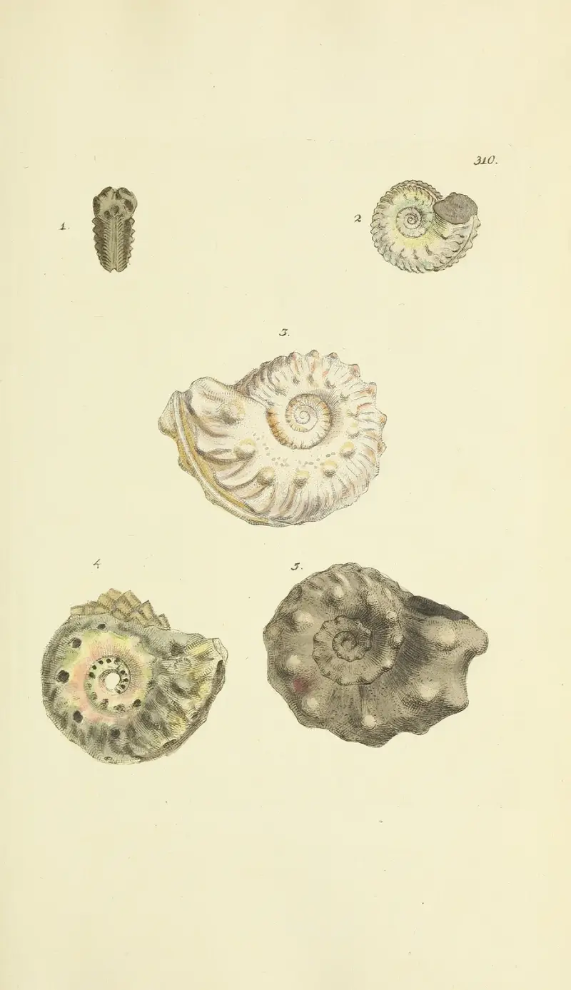 The mineral conchology of Great Britain Pl.201 av James Sowerby