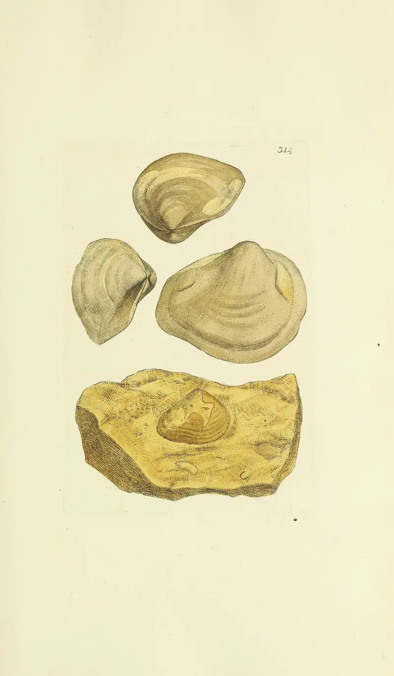 Die Mineral-Conchologie von Großbritannien, Taf. 205 von James Sowerby