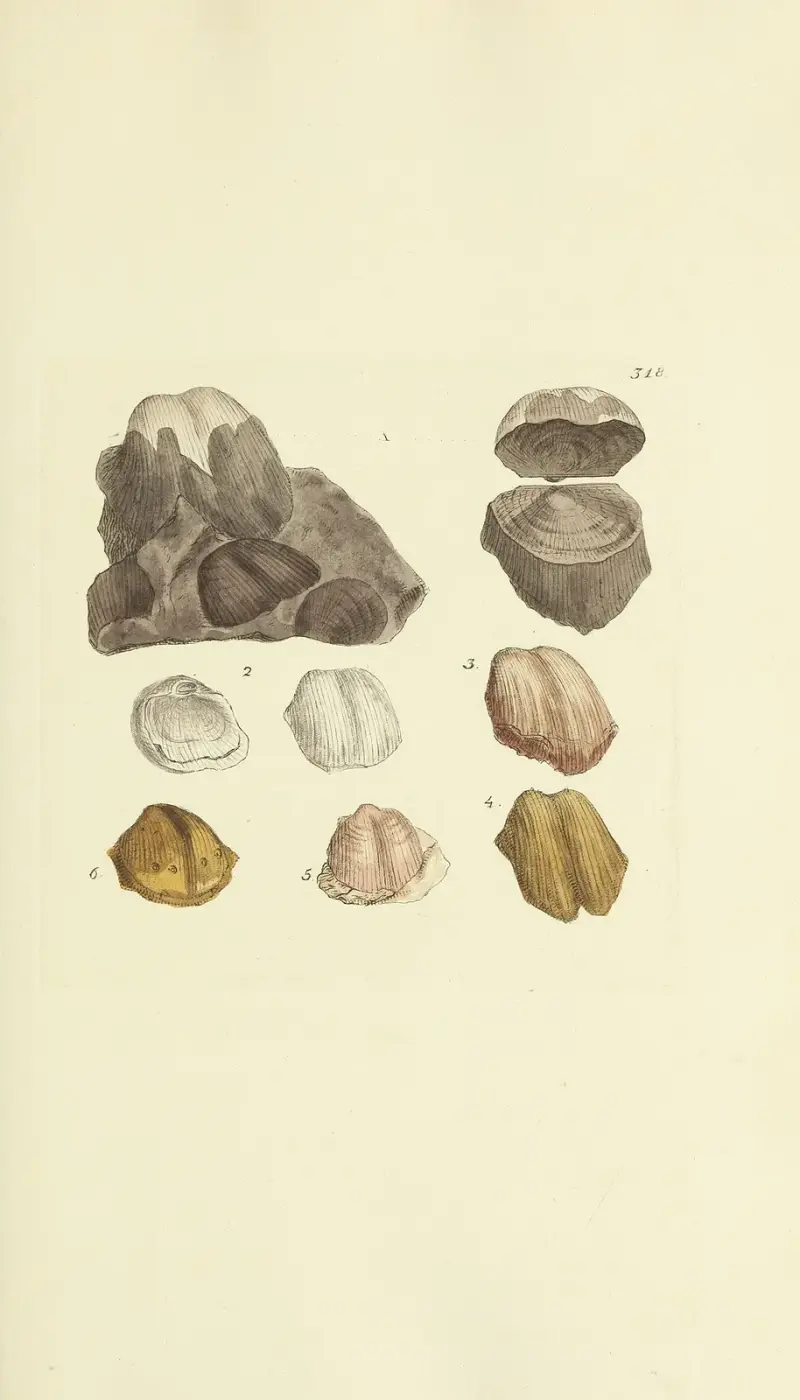 The mineral conchology of Great Britain Pl.208 av James Sowerby
