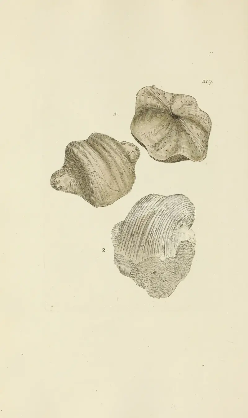 Mineralconkologi från Storbritannien, pl. 209 av James Sowerby