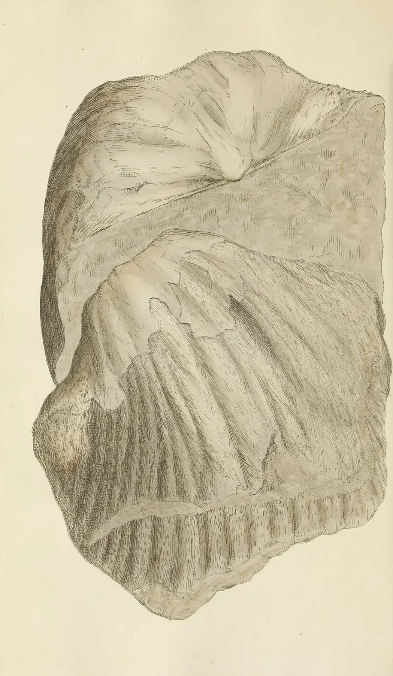 The mineral conchology of Great Britain Pl.210 av James Sowerby