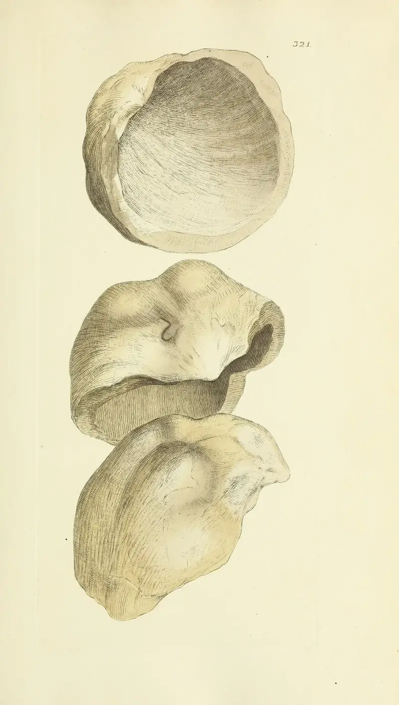 The mineral conchology of Great Britain Pl.211 av James Sowerby