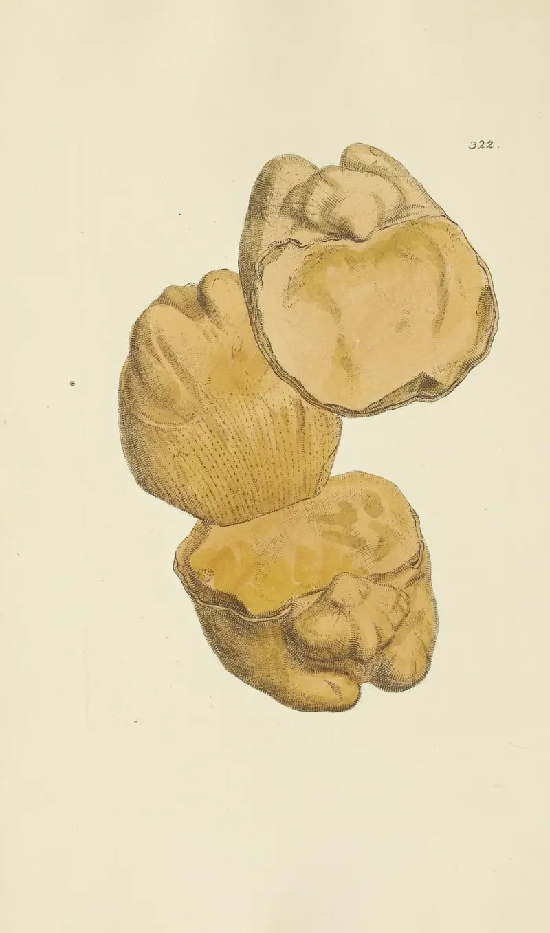 The mineral conchology of Great Britain Pl.212 av James Sowerby