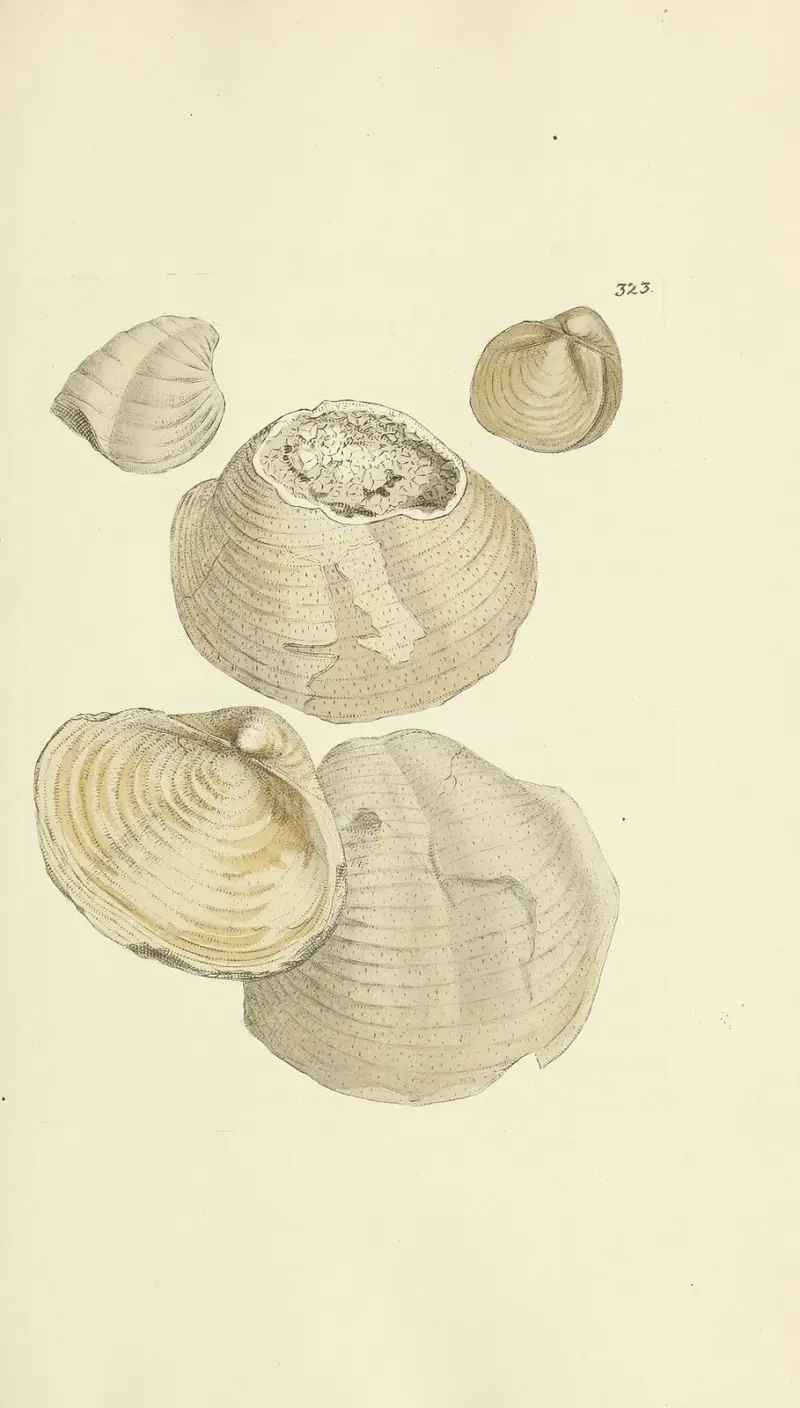 The mineral conchology of Great Britain Pl.213 von James Sowerby