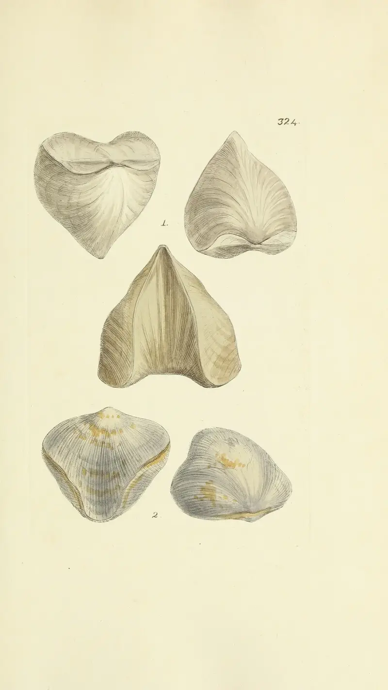The mineral conchology of Great Britain Pl.214 av James Sowerby