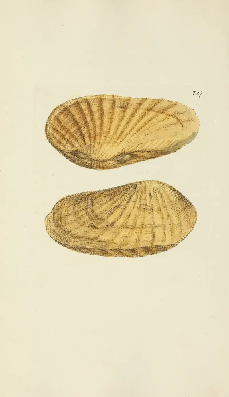 The mineral conchology of Great Britain Pl.217 av James Sowerby