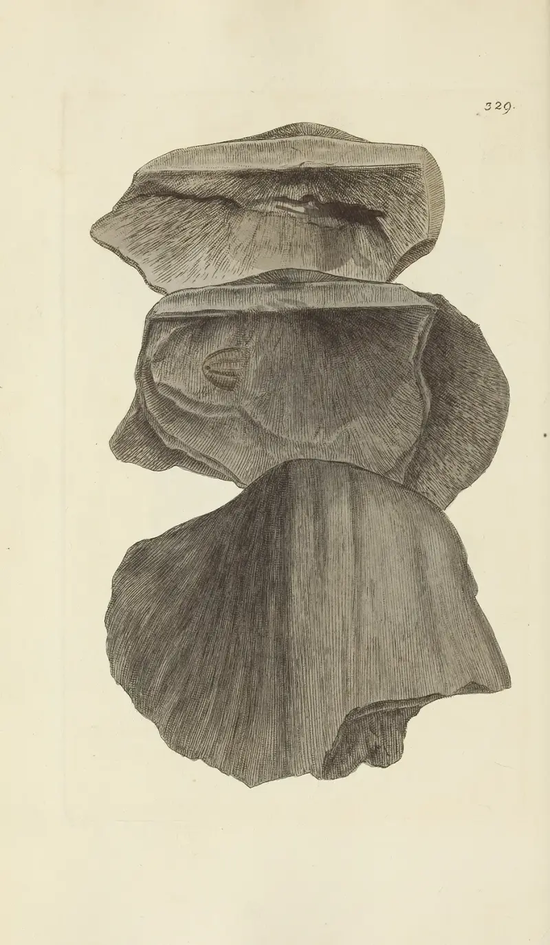 Brittisk mineralogisk konchologi, plansch 219 av James Sowerby