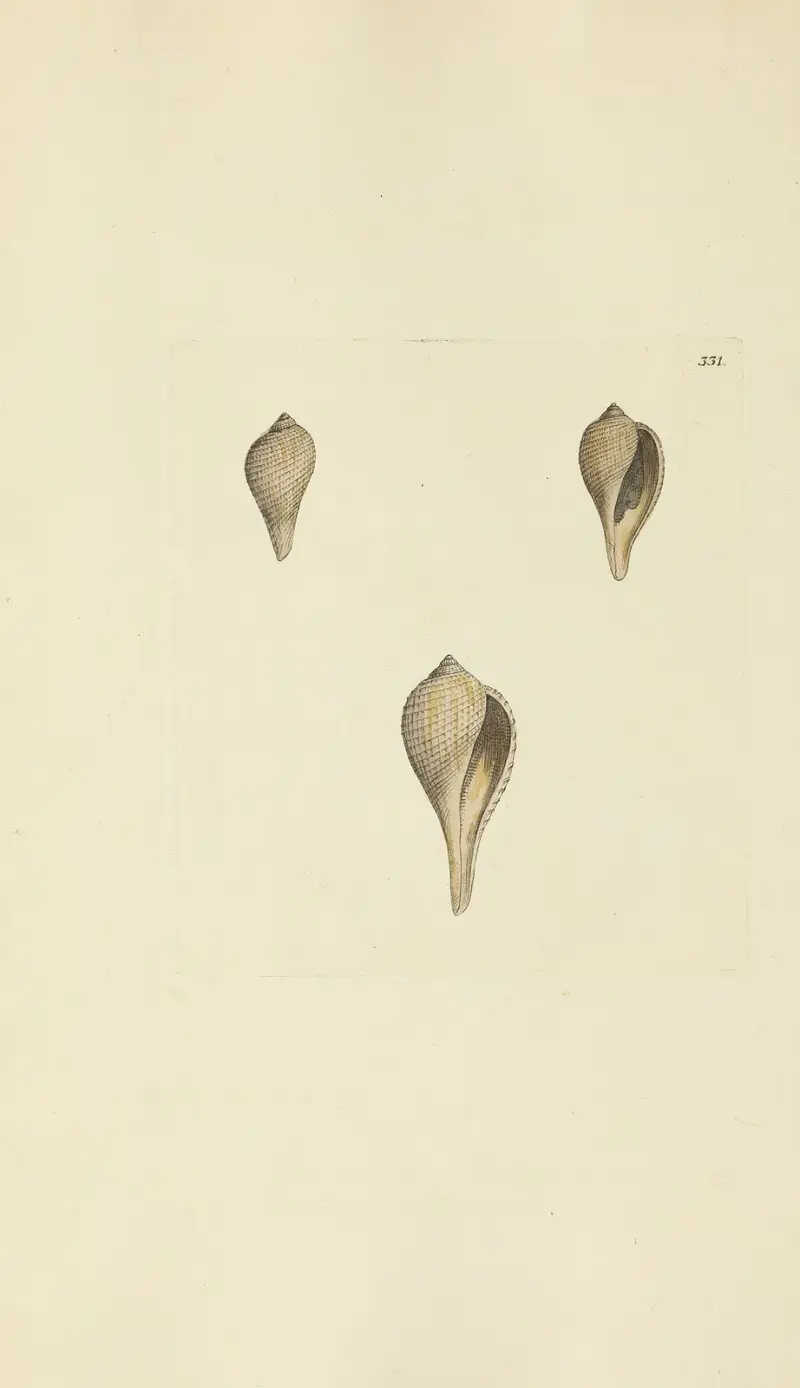 Mineralconkologi från Storbritannien, pl. 221 av James Sowerby