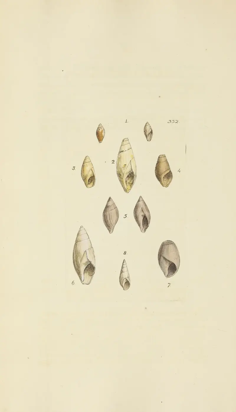The mineral conchology of Great Britain Pl.222 av James Sowerby
