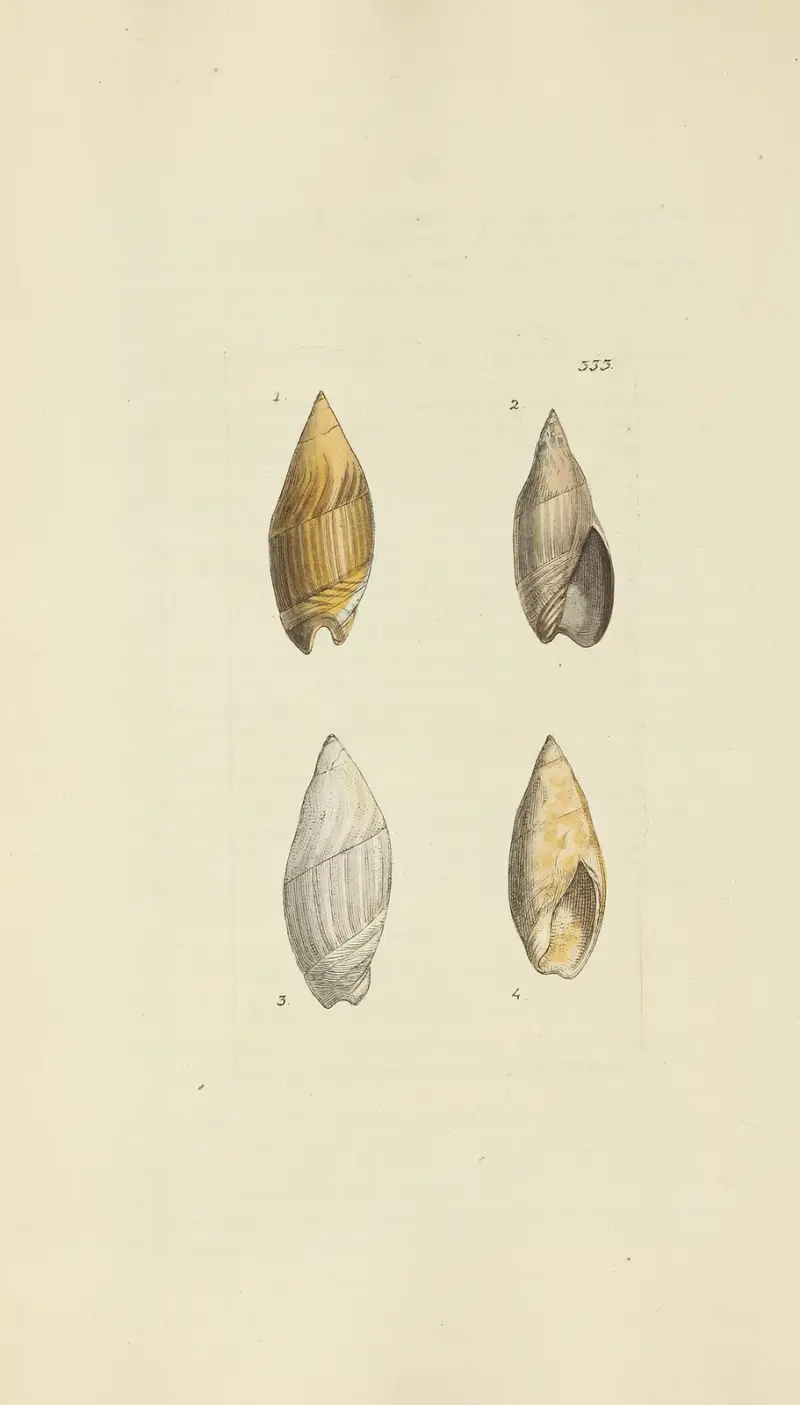 The mineral conchology of Great Britain Pl.223 av James Sowerby