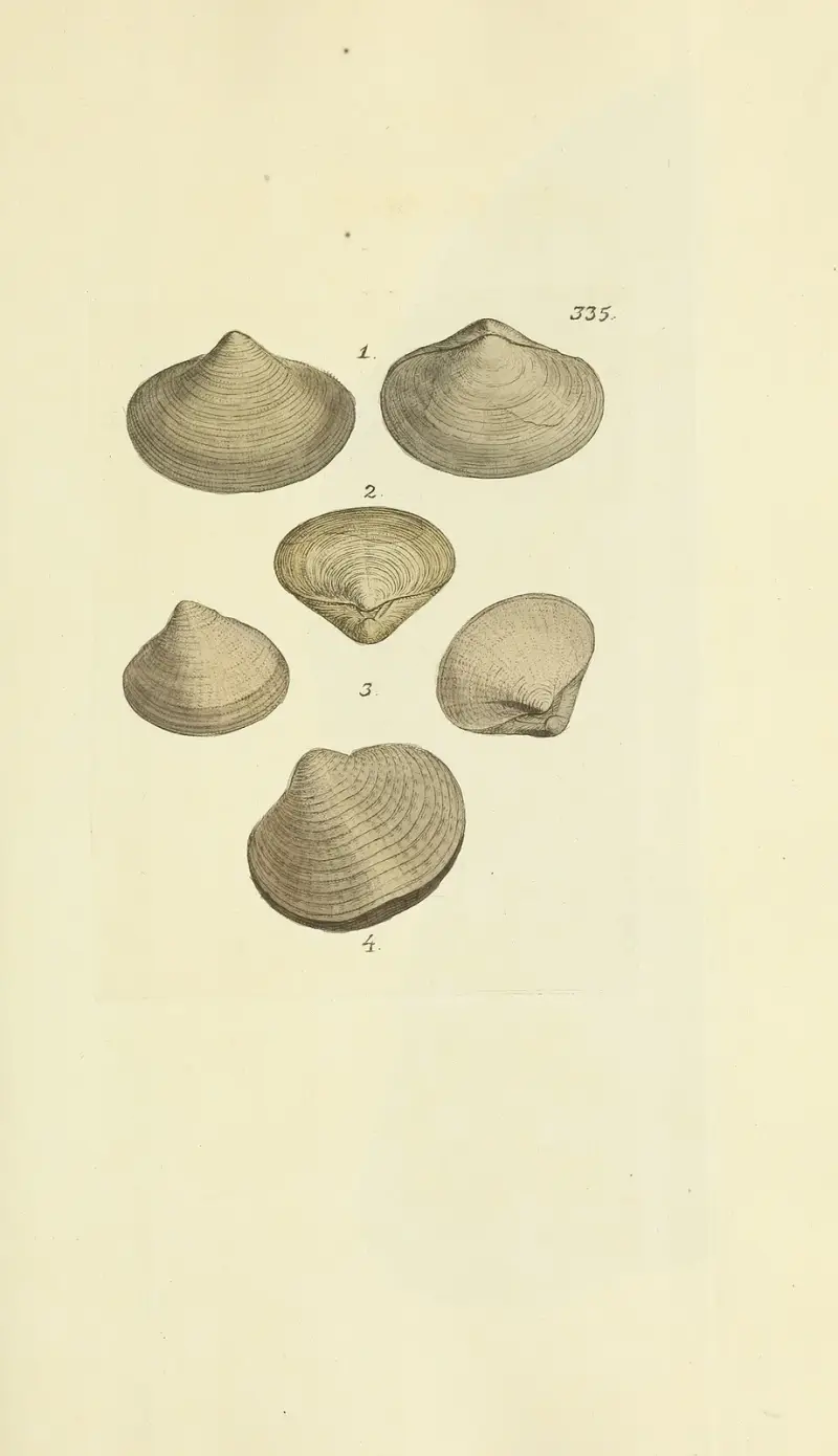 The mineral conchology of Great Britain Pl.225 av James Sowerby