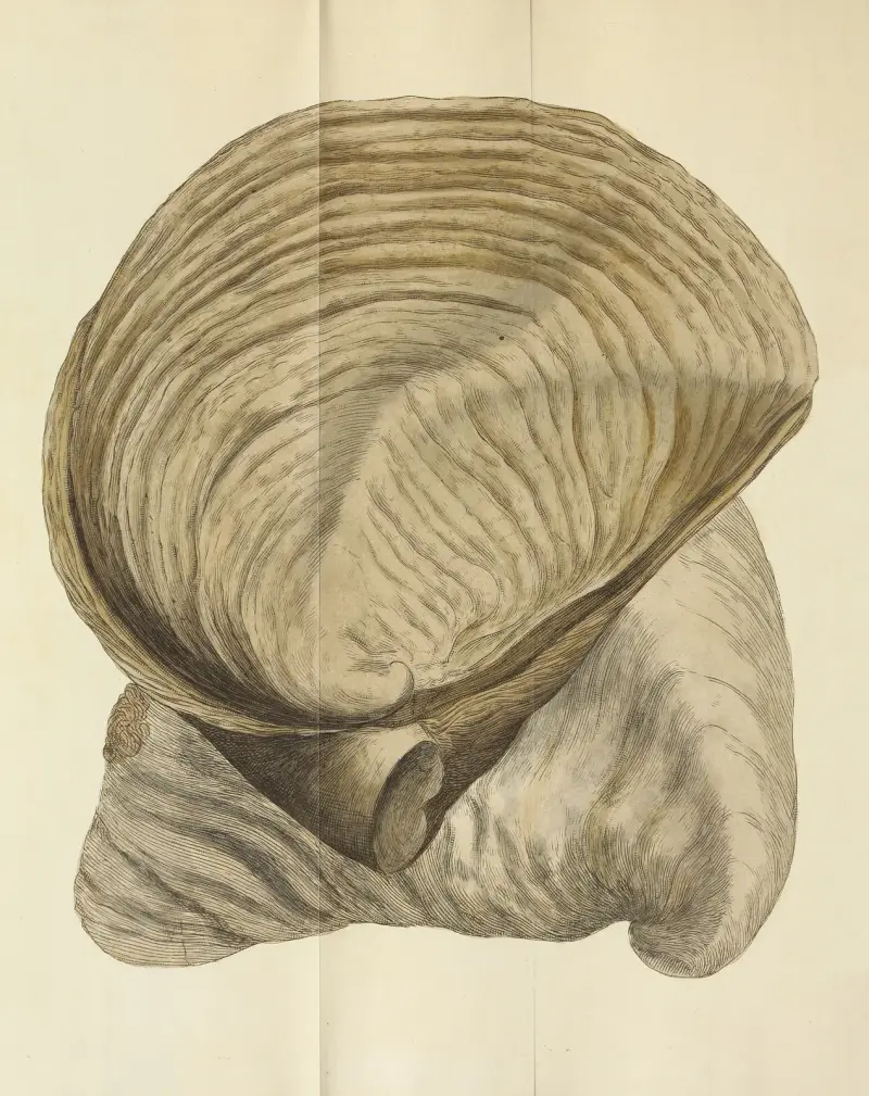 The mineral conchology of Great Britain Pl.226 av James Sowerby